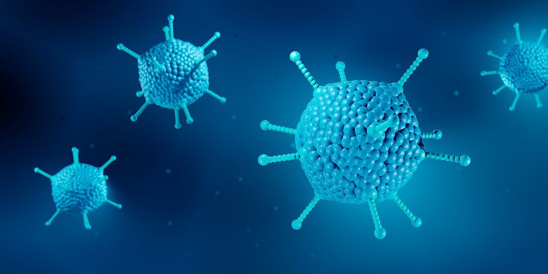 Adenoviruses, illustration