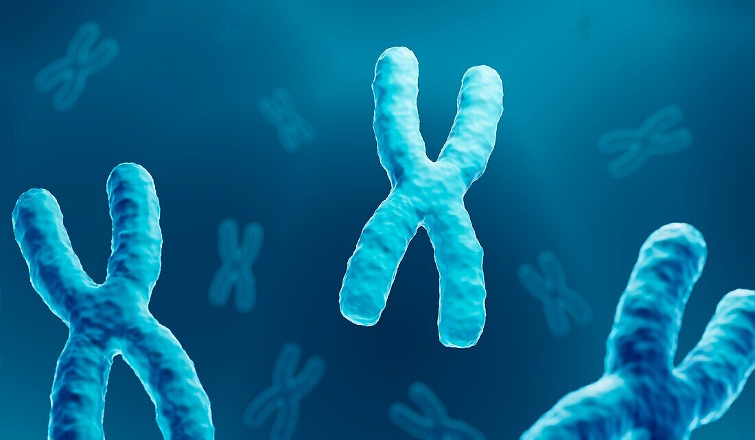 Chromosomes, illustration