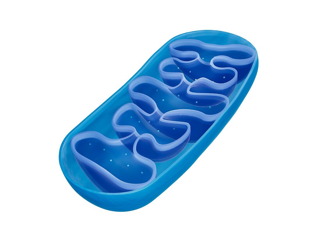 Mitochondrion, illustration