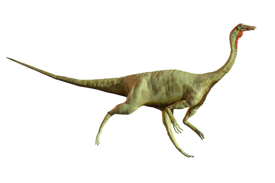 Artwork of dinosaur Gallimimus