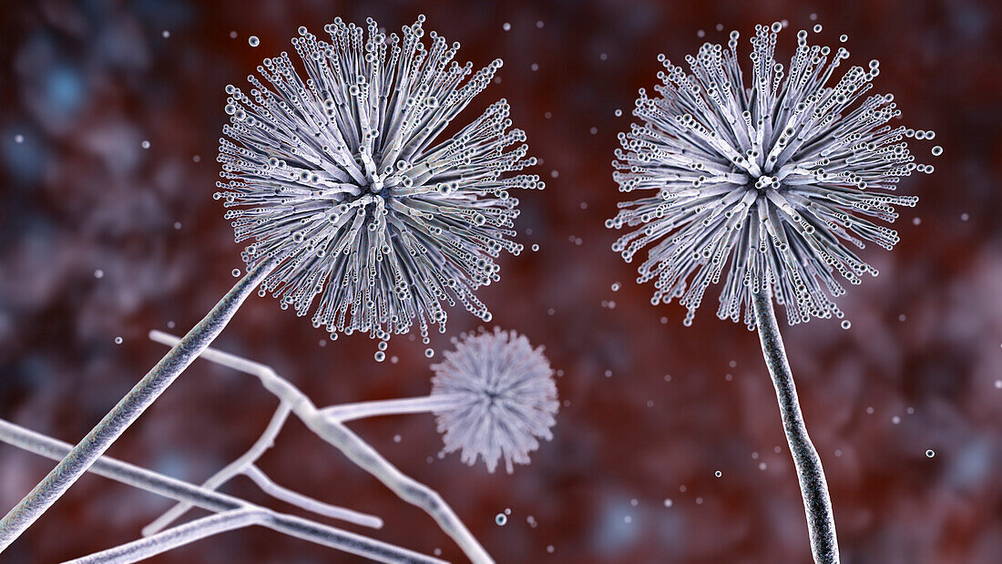 Aspergillus niger fungus, illustration