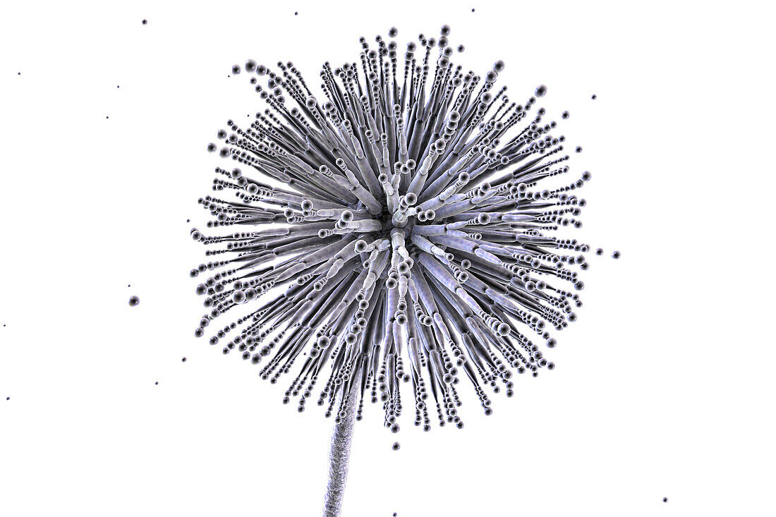 Aspergillus niger fungus, illustration