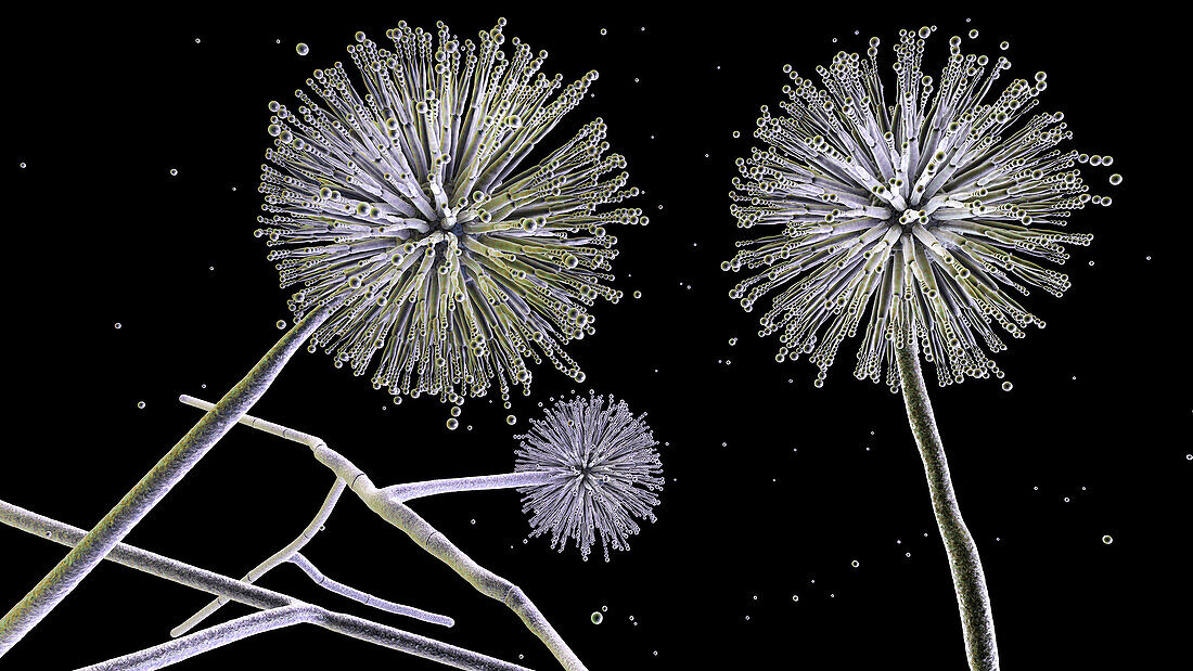 Aspergillus niger fungus, illustration
