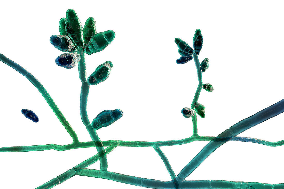Curvularia mould fungus, illustration