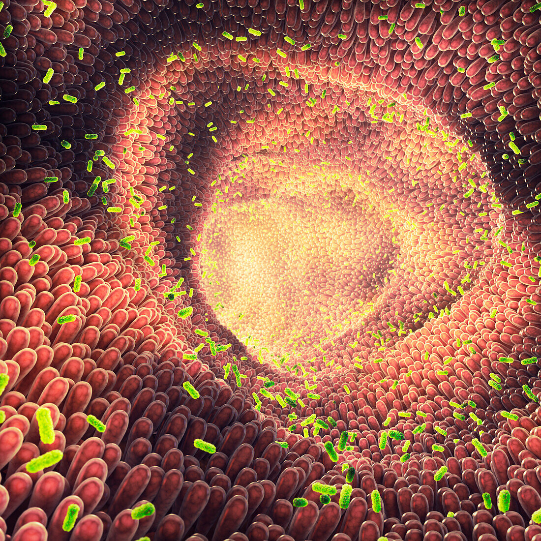 Intestinal bacteria, illustration