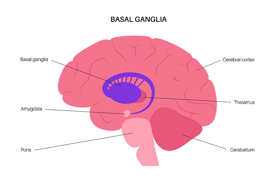 Basal ganglia anatomy, illustration