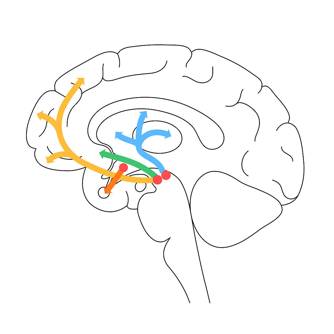 Dopamine pathway, illustration