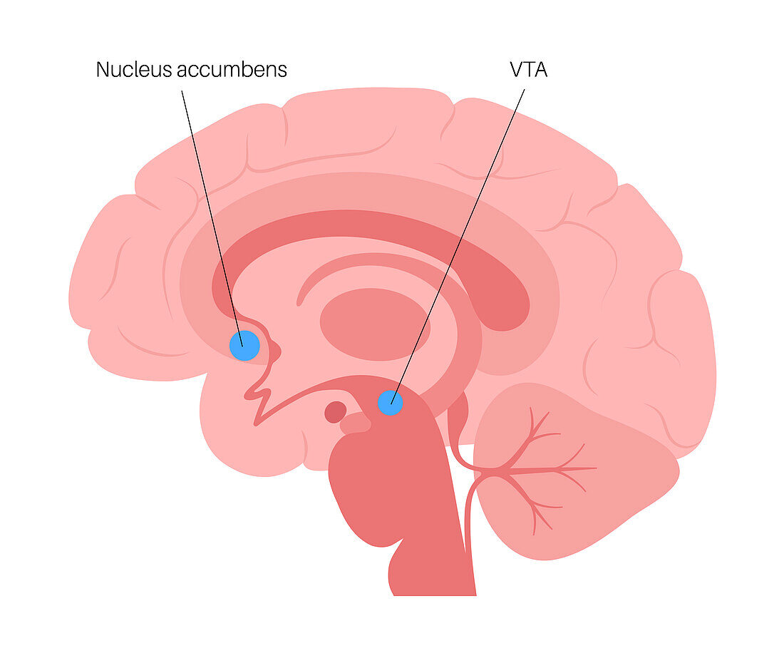 Nucleus accumbens and VTA, conceptual illustration