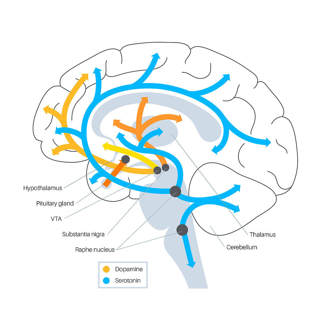 Serotonin and dopamine pathway, illustration