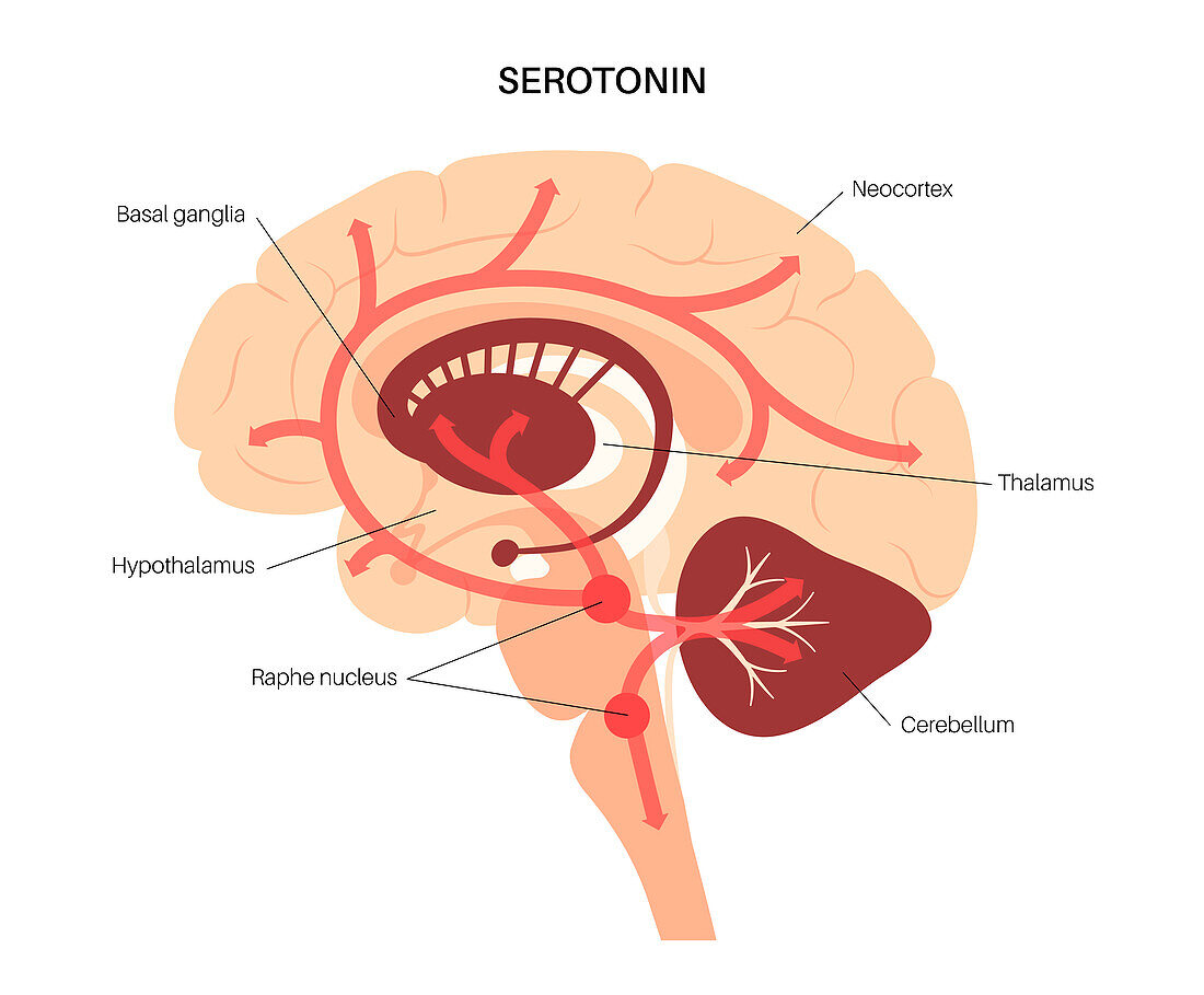 Serotonin pathway in brain, illustration