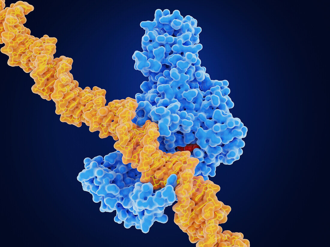 DNA methyl transferase--1 and DNA, illustration