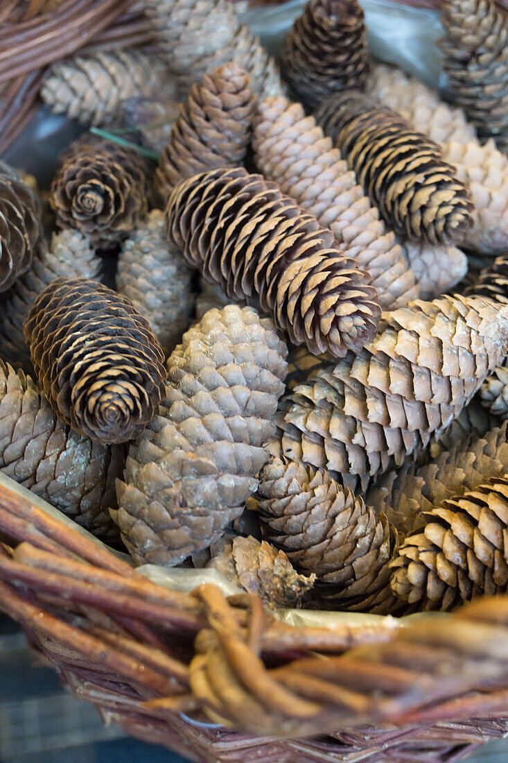 Basket filled with spruce cones