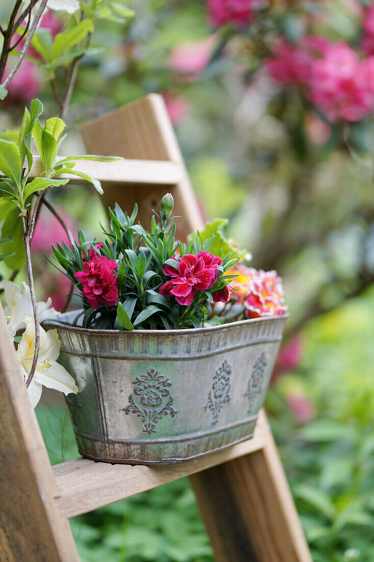 Carnations in a zinc pot on a wooden ladder