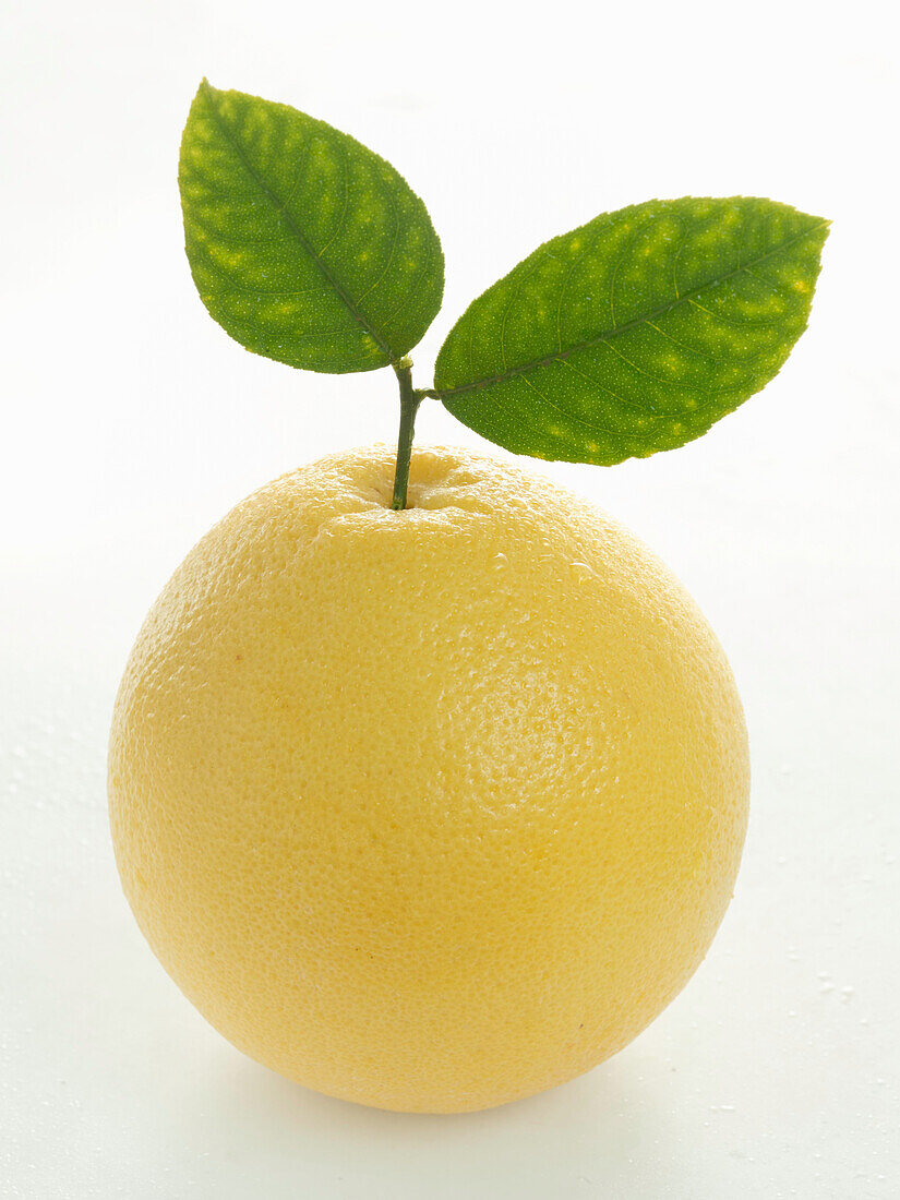 A grapefruit with two leaves
