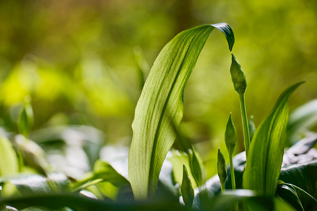 Wilder Bärlauch mit Knospen