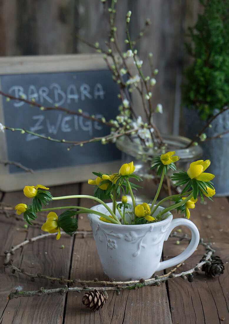 Winter Aconite in an old cup, with larch cones in front of a slate board