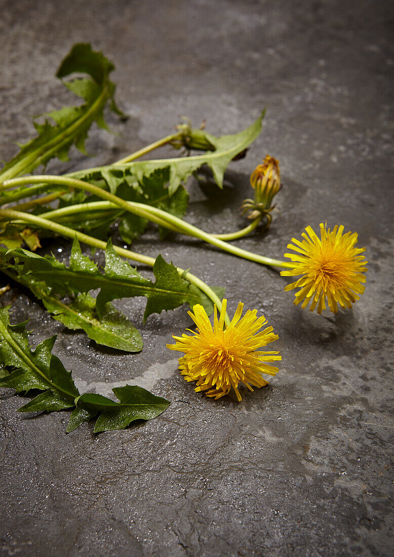 Dandelion, whole plant with the leaves and flowers