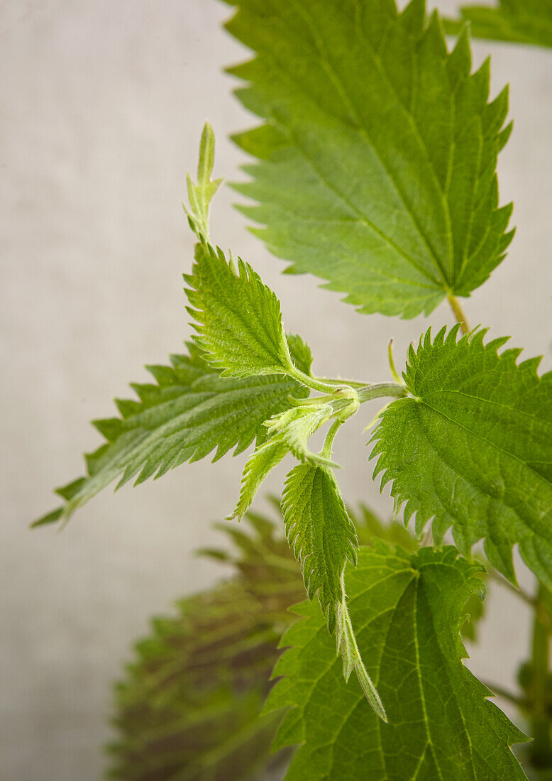 Nettle