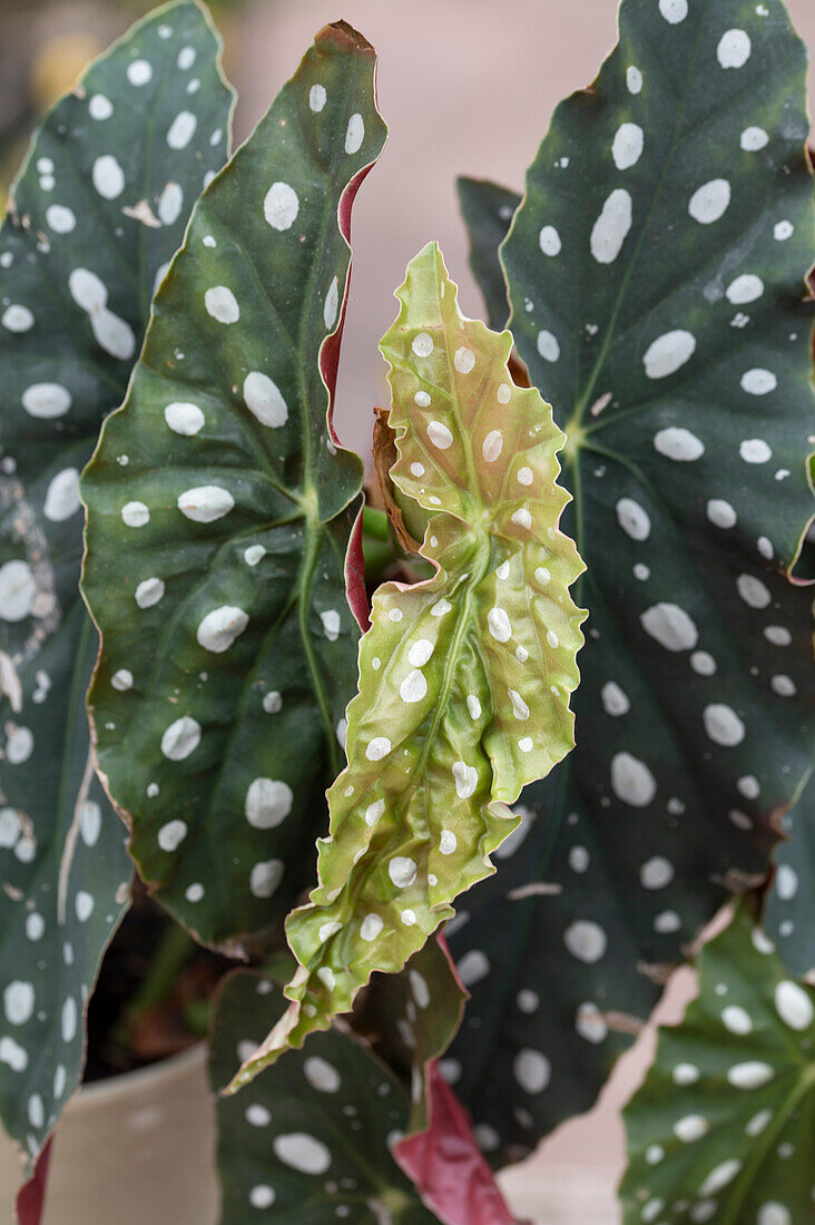 A leaf of the polka dot begonia unfolds (Begonia maculata), detail
