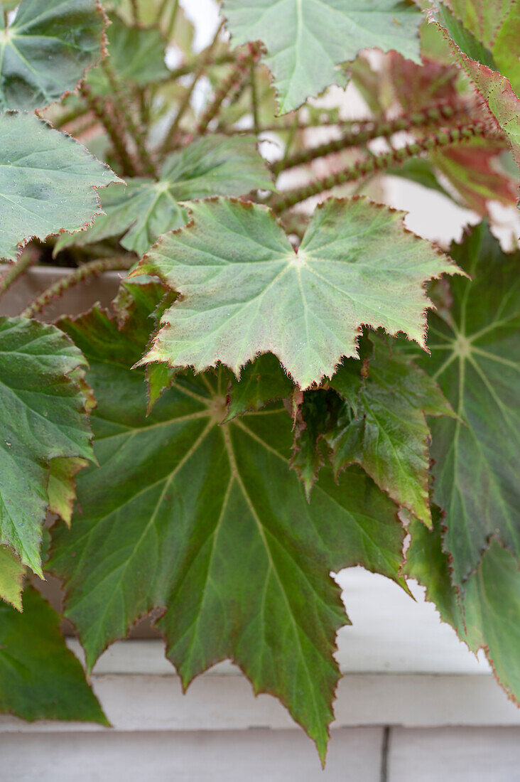 Bronze-leaf begonia (Begonia ricinifolia), detail