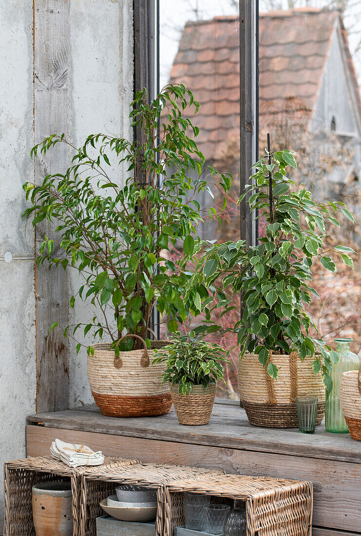 Birkenfeige (Ficus benjamina) 'Golden King' am Fensterbrett