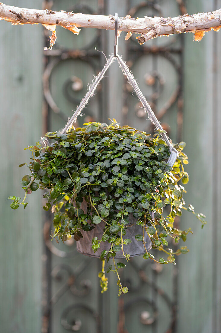 Depressed clearweed (Pilea depressa), sling flower in hanging basket
