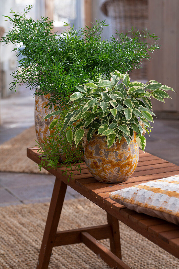 Birkenfeige (Ficus benjamina) und Zierspargel (Asperagus) in Töpfen