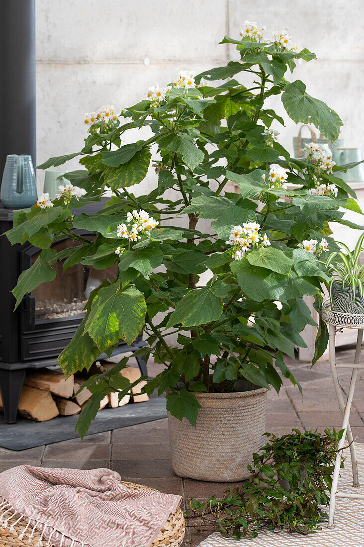 African hemp (Sparmannia africana) in a pot