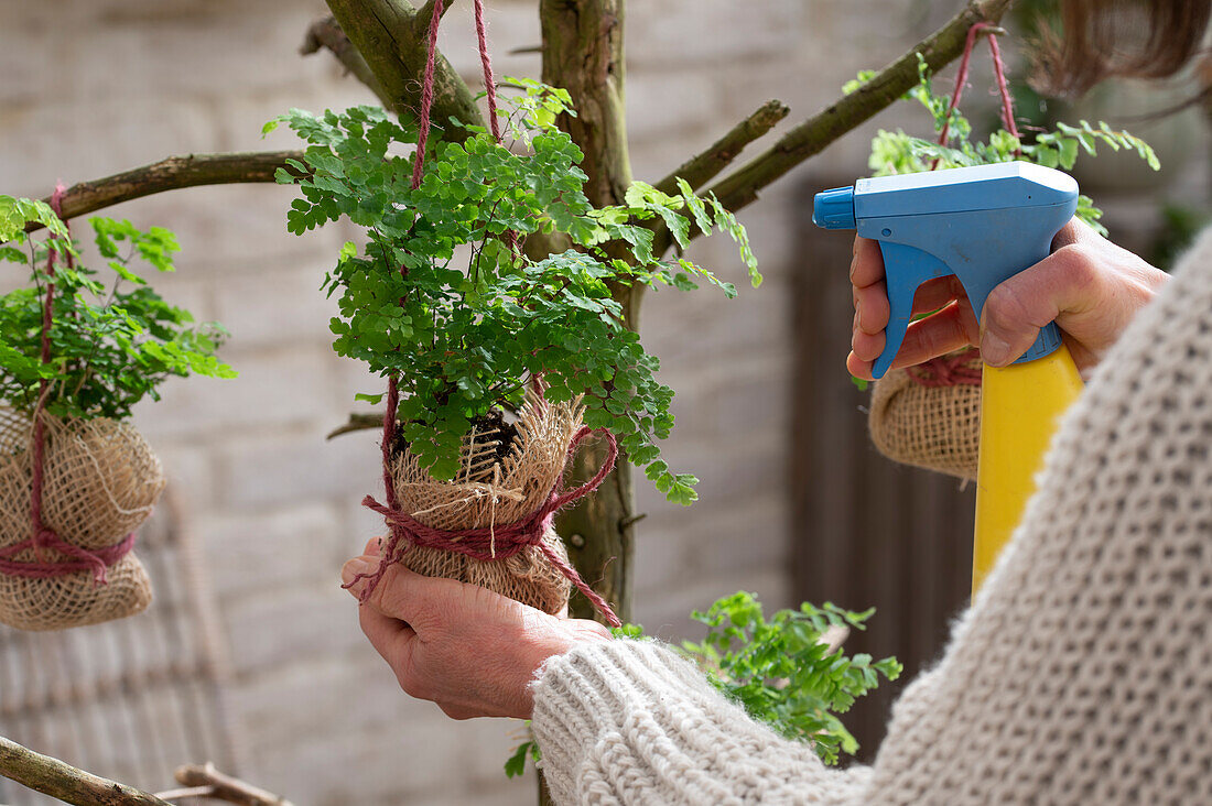 Frauenhaarfarn (Adiantum raddianum) in Jute wickeln nach Art Kokedama