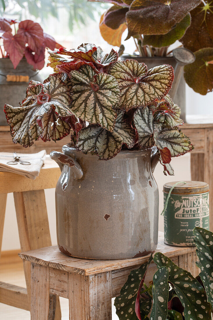 Begonia rex (Beleaf Begonia) 'Jungle Jewels' in a pot