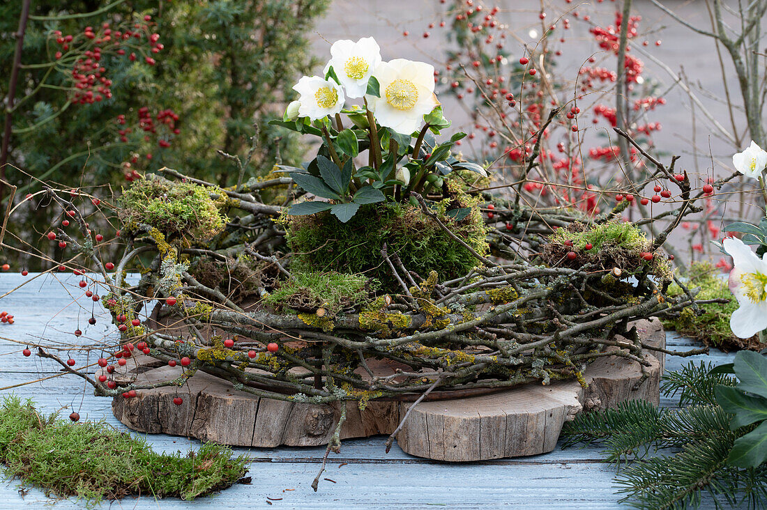 Christrose (Helleborus niger) mit Moos und Zweigen auf Holzbrett, Gartendekoration