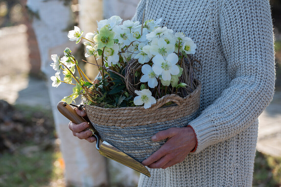 Frau mit Christrose in Blumentopf, (Helleborus Niger)