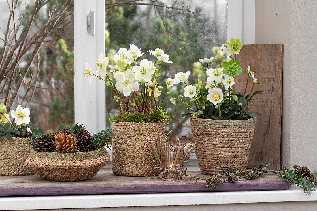 Christrose im Topf und Tannenzapfen, (Helleborus niger), Fensterdekoration