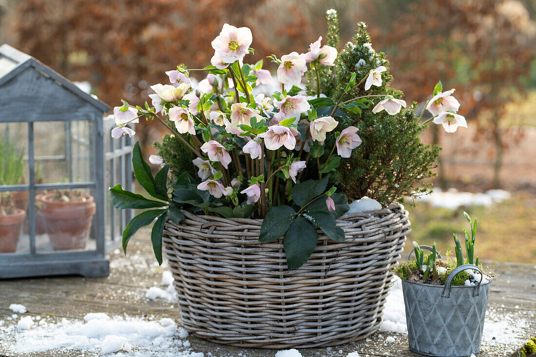 Christmas roses in a pot (Helleborus orientalis) with snow