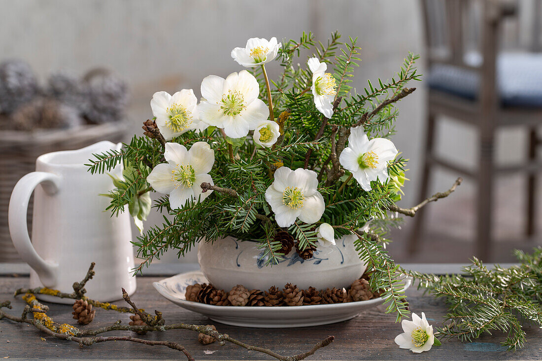 Arrangement of fir branches and Christmas roses in a soup bowl, (Helleborus Niger)