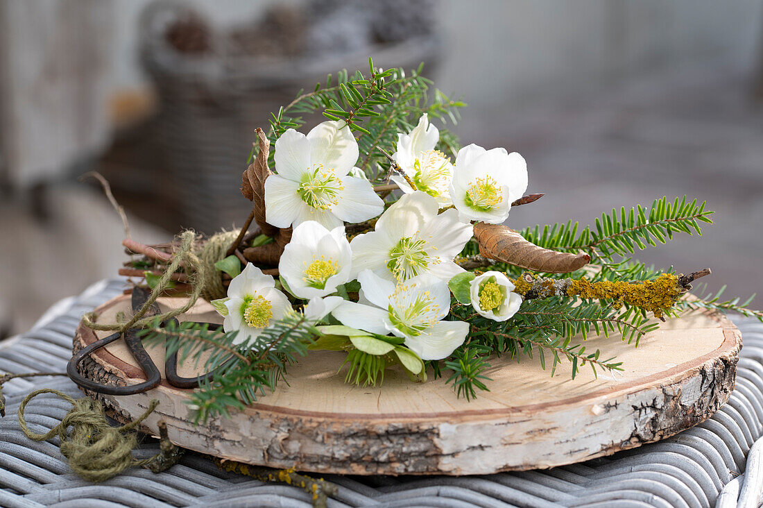 Christmas rose arrangement with fir branches on wooden plate, (Helleborus niger), decoration