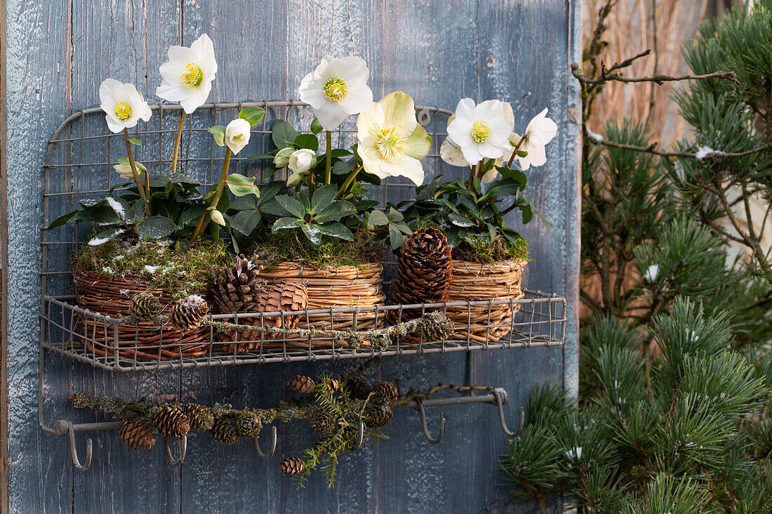 Christmas roses (Helleborus niger) in pots on wall shelf, with cones (Pinus), snow