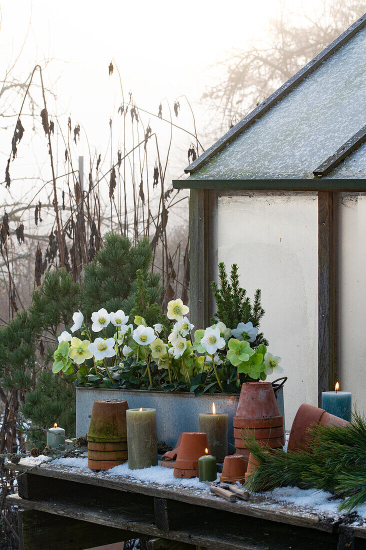 Christmas roses (Helleborus Niger), white spruce (Picea glauca) and candles on a wooden table in winter
