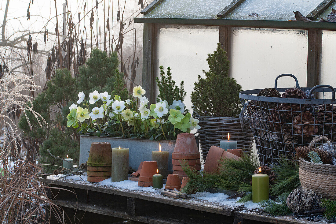 Christmas roses (Helleborus Niger), sugar loaf spruce (Picea glauca) and candles on a wooden table in winter