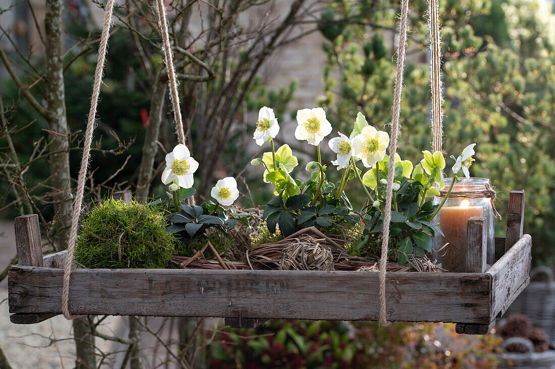 Hanging plant tray with Christmas rose (Helleborus niger), moss ball, and a lantern