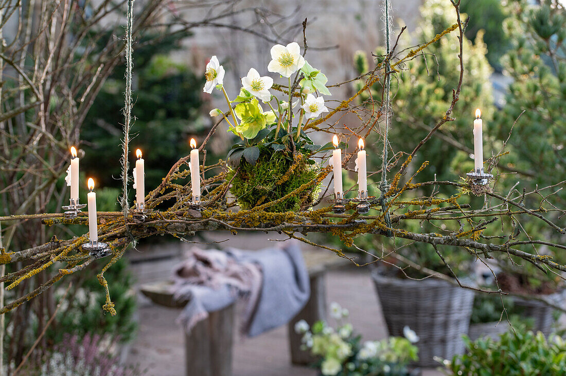 Hängender Kerzenhalter mit Christrosen (Helleborus Niger),  Moos, Zapfen und Windlicht