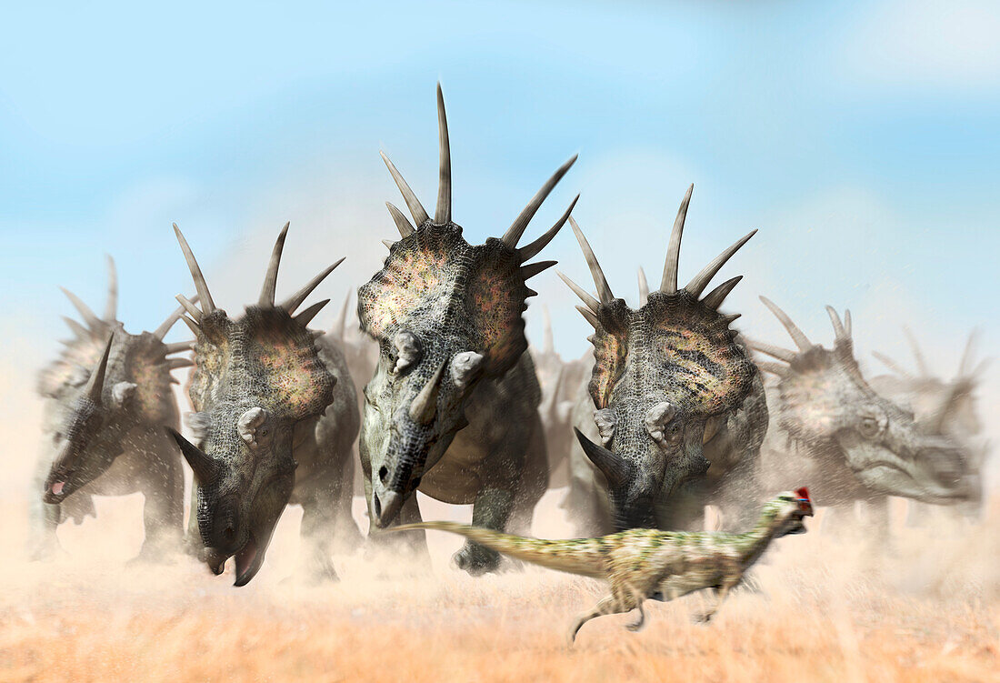 Herd of styracosaurs chasing an oviraptorsaurus