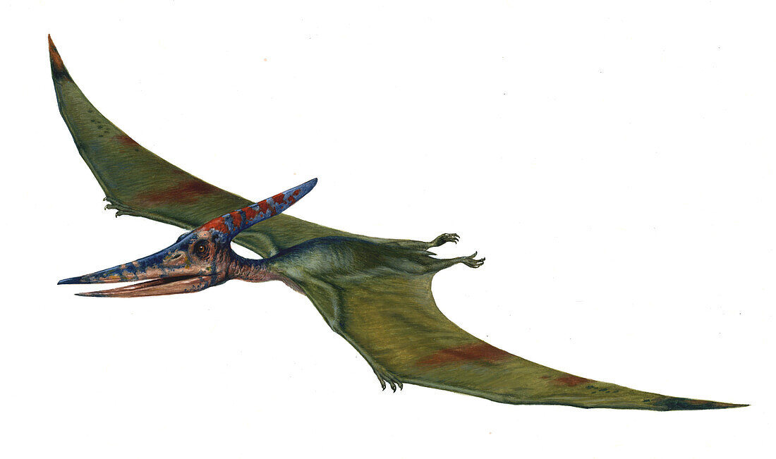 Pteranodon, illustration