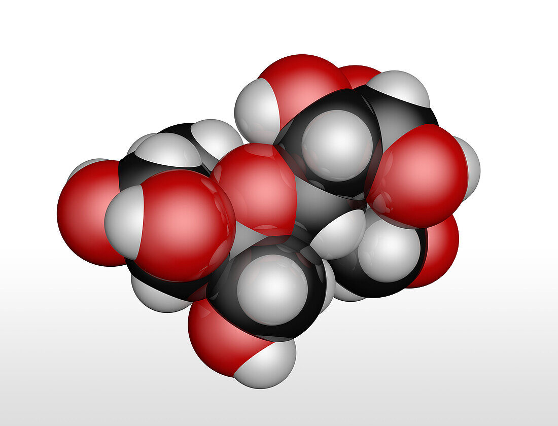 Sucrose sugar molecule, illustration