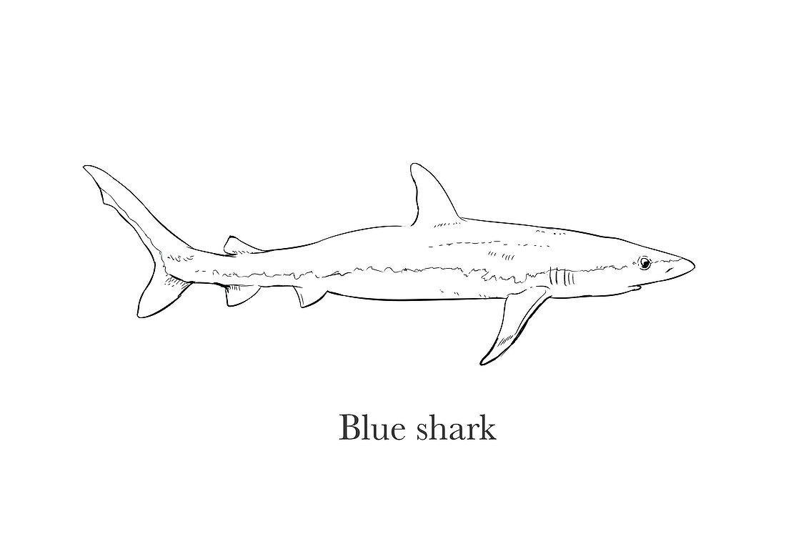 Blue shark, illustration