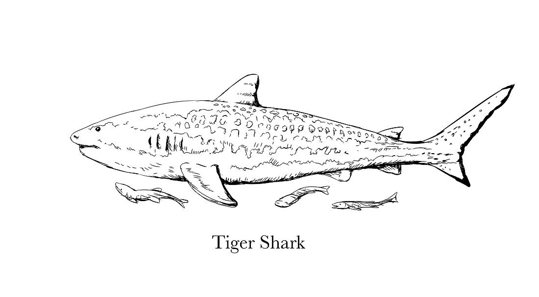 Tiger shark, illustration