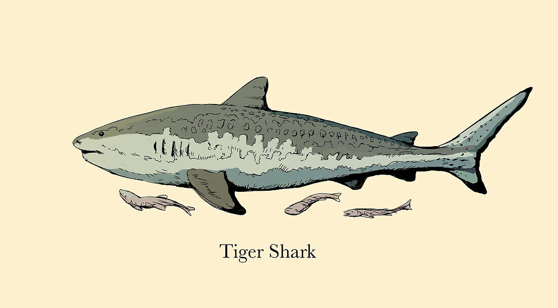 Tiger shark, illustration