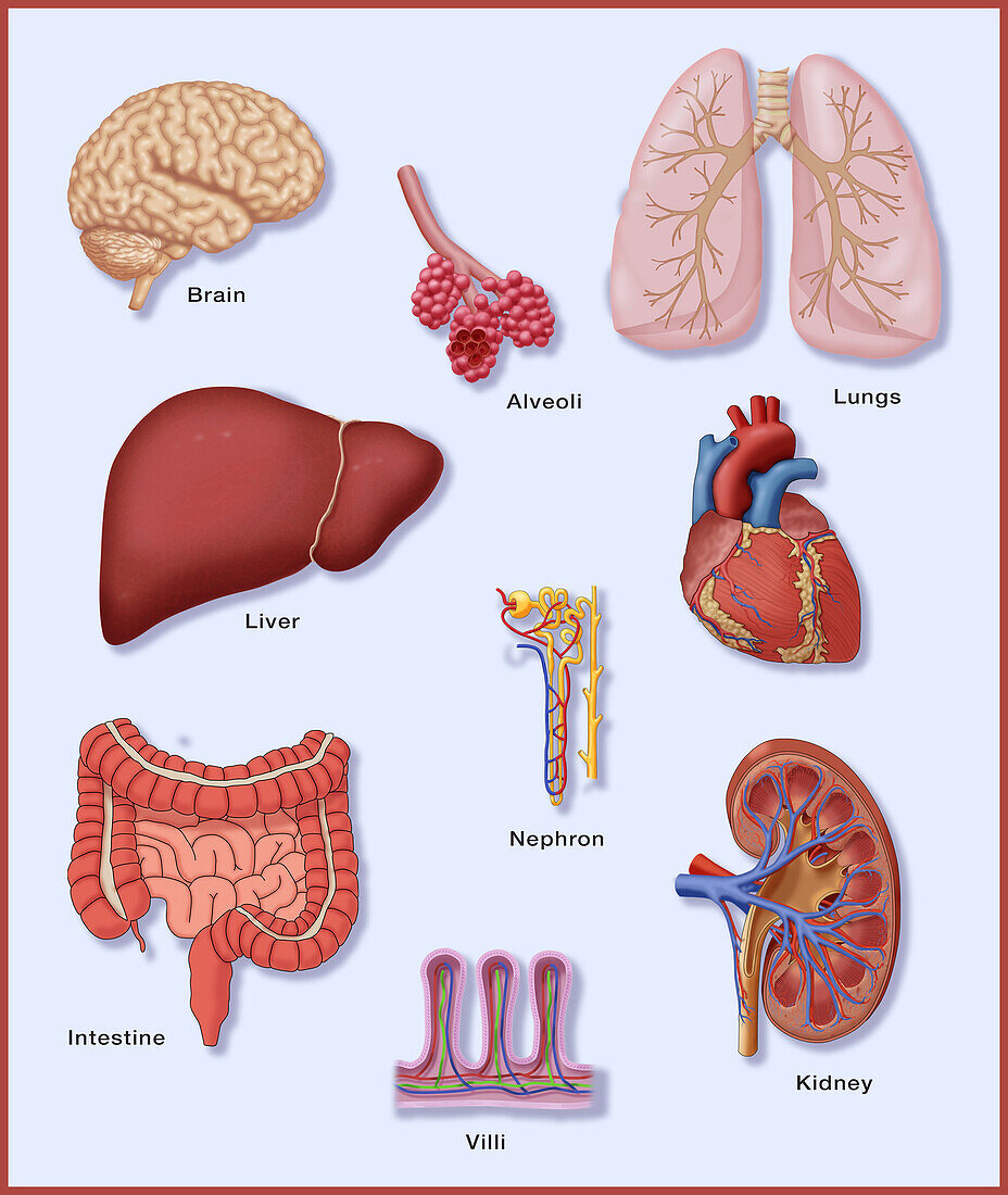 Organs with delicate vascular systems, illustration