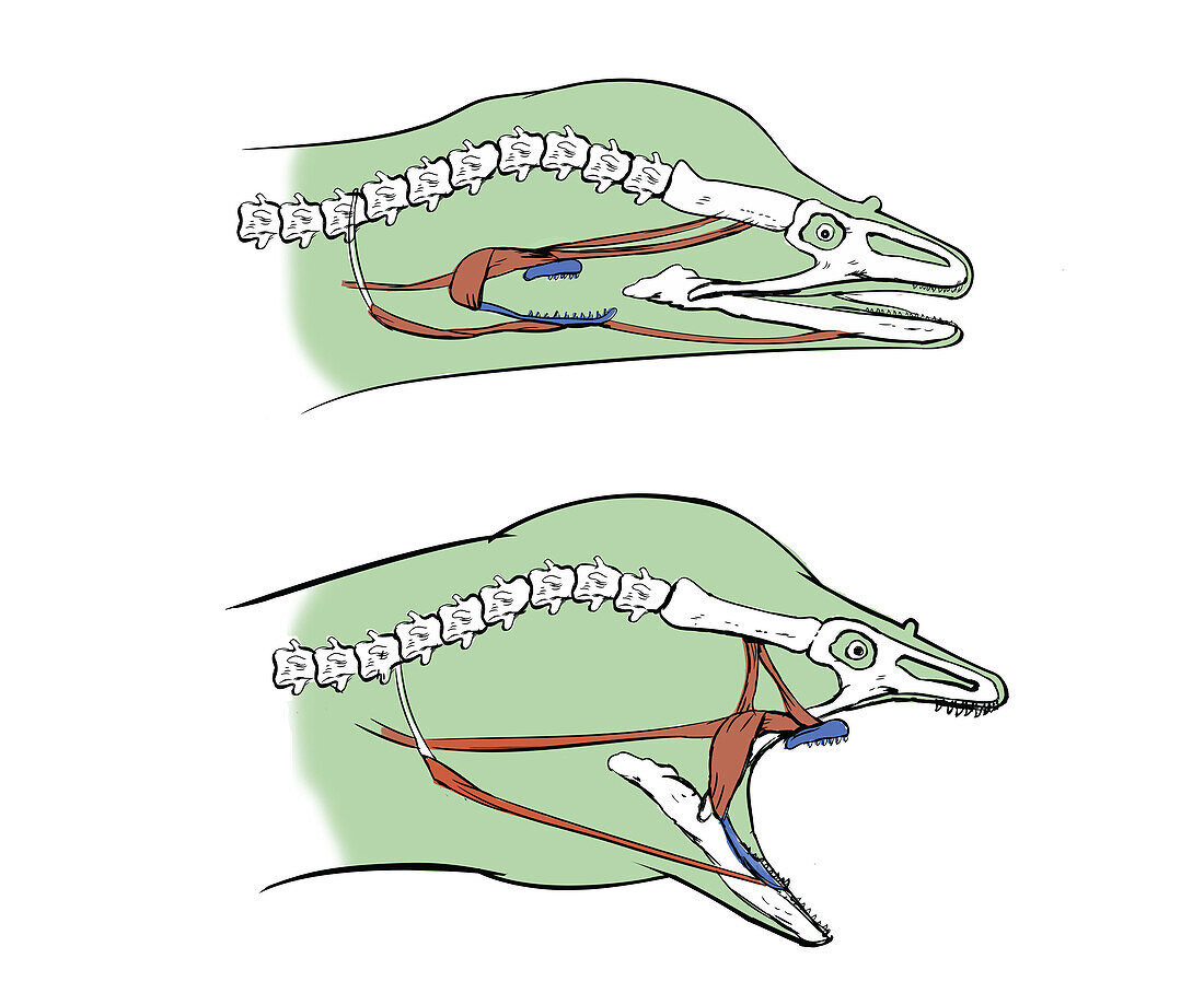 Pharyngeal jaws of a moray eel, illustration