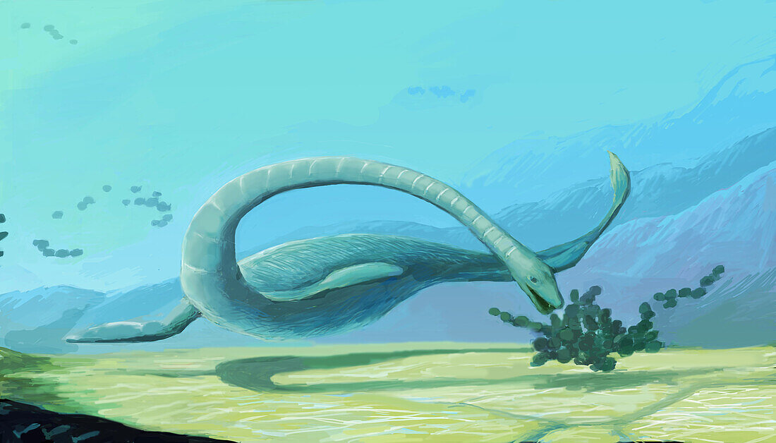 Plesiosaur, illustration